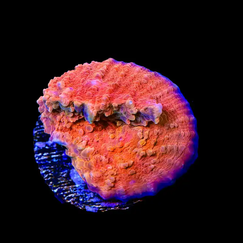 Fireball Chalice Coral - TSA Coral