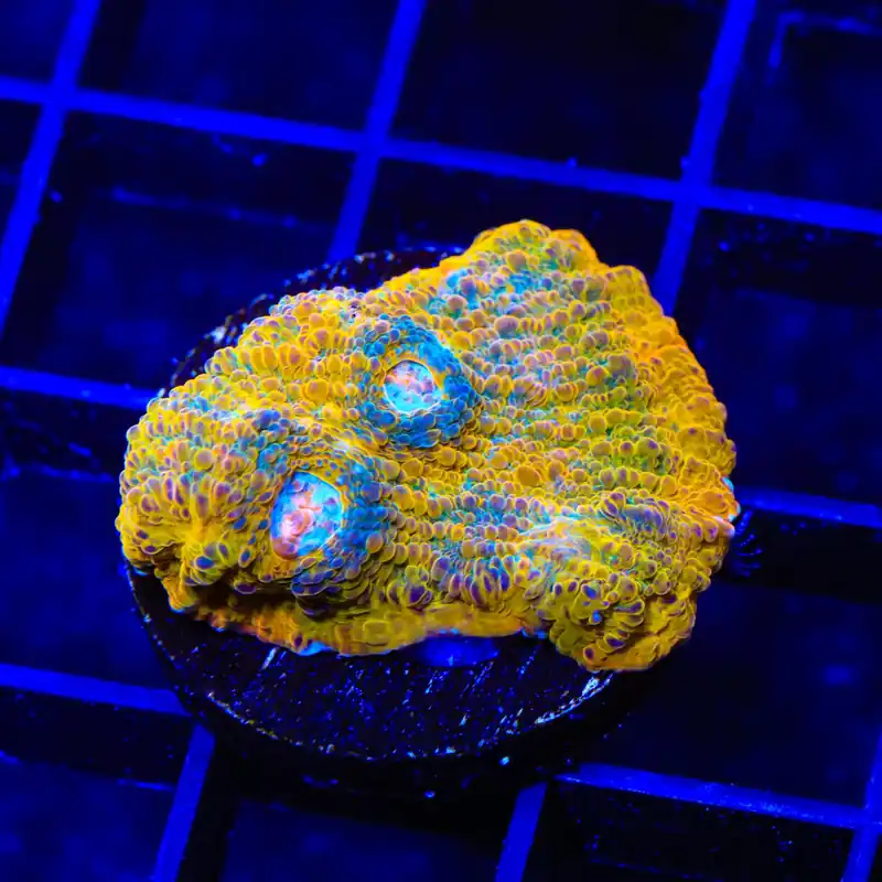 TSA Crown Jewels Chalice Coral - TSA Coral