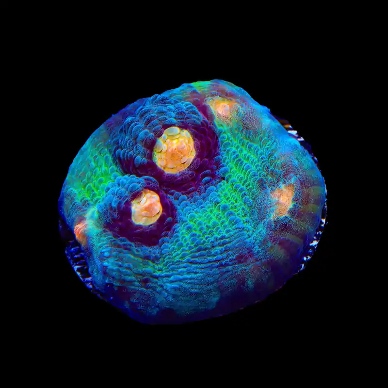 TSA Peak a Boo Chalice Coral - TSA Coral