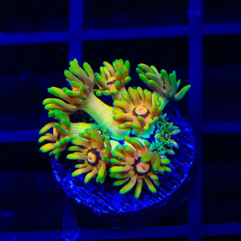 TSA Fruit Salad Goniopora Coral - TSA Coral