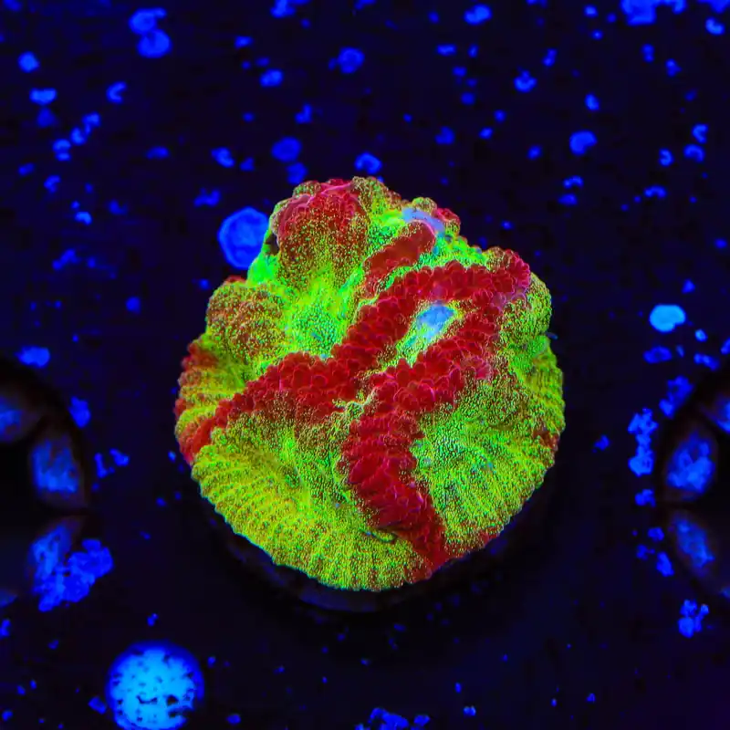 TSA McFavia Favia Coral - Top Shelf Aquatics