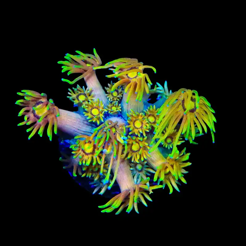 TSA Fairly Odd Goniopora Coral - TSA Coral