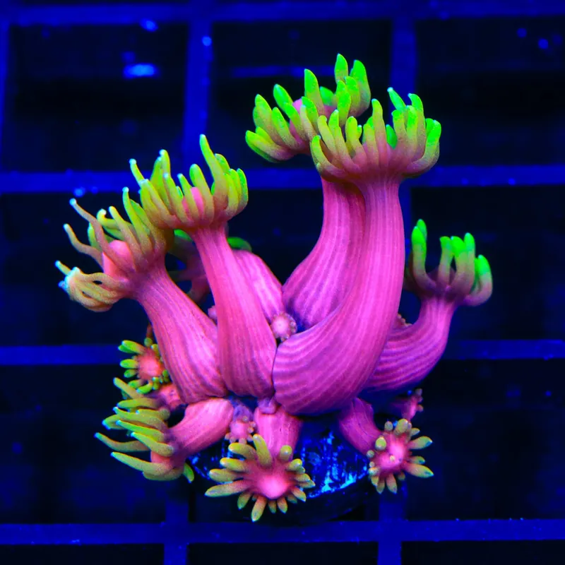 TSA Pink Primrose Goniopora Coral - TSA Coral
