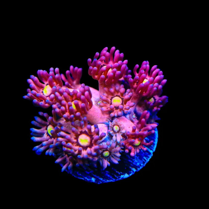 TSA Pink Pussycat Goniopora Coral - TSA Coral