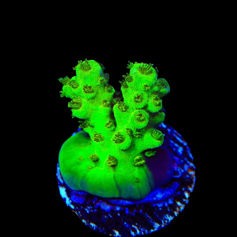 TSA Grinch Sarmentosa Acropora Coral - TSA Coral