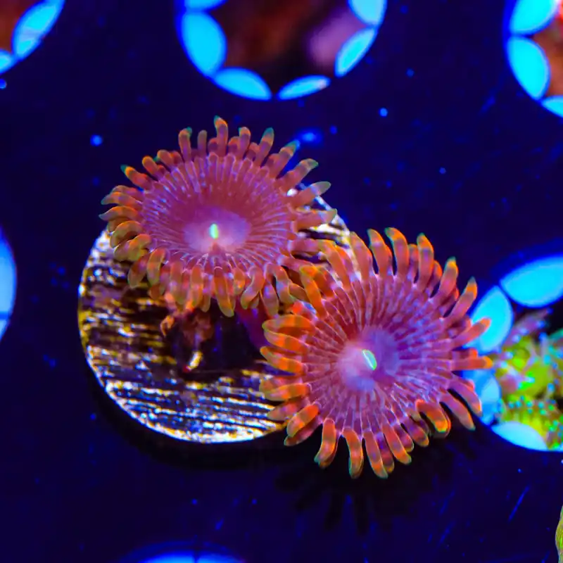 JF Fairy Fart Zoanthids Coral - Top Shelf Aquatics