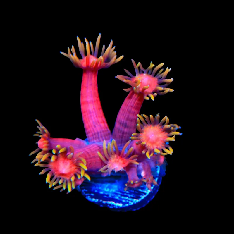TSA Strawberries on Fire Goniopora Coral - TSA Coral