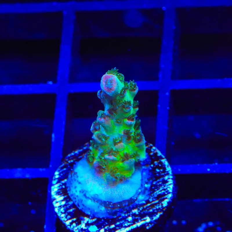 TSA Sour Tsunami Acropora Coral - Top Shelf Aquatics