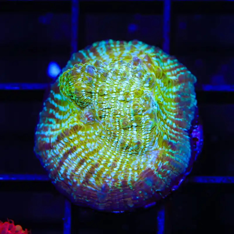 TSA Kriss Kross Chalice Coral - Top Shelf Aquatics