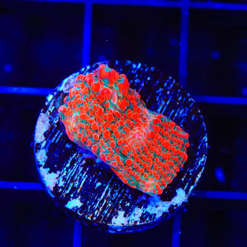 TSA Cherry Slush Chalice Coral - TSA Coral