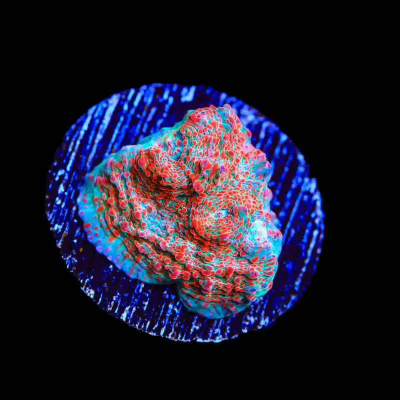 TSA Candy Swirl Chalice Coral - TSA Coral