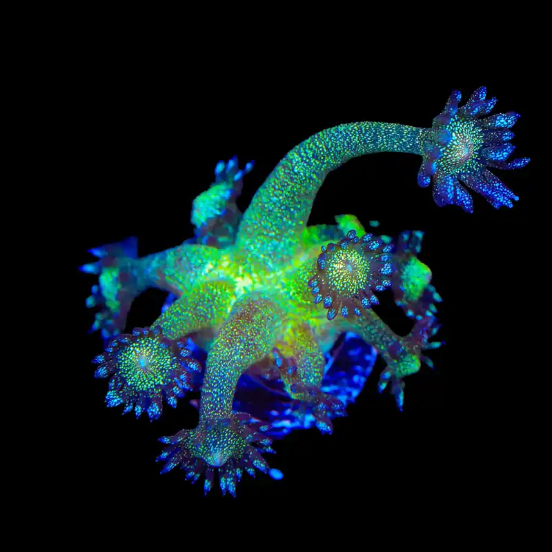 TSA Blueberry Glitter Goniopora Coral - TSA Coral