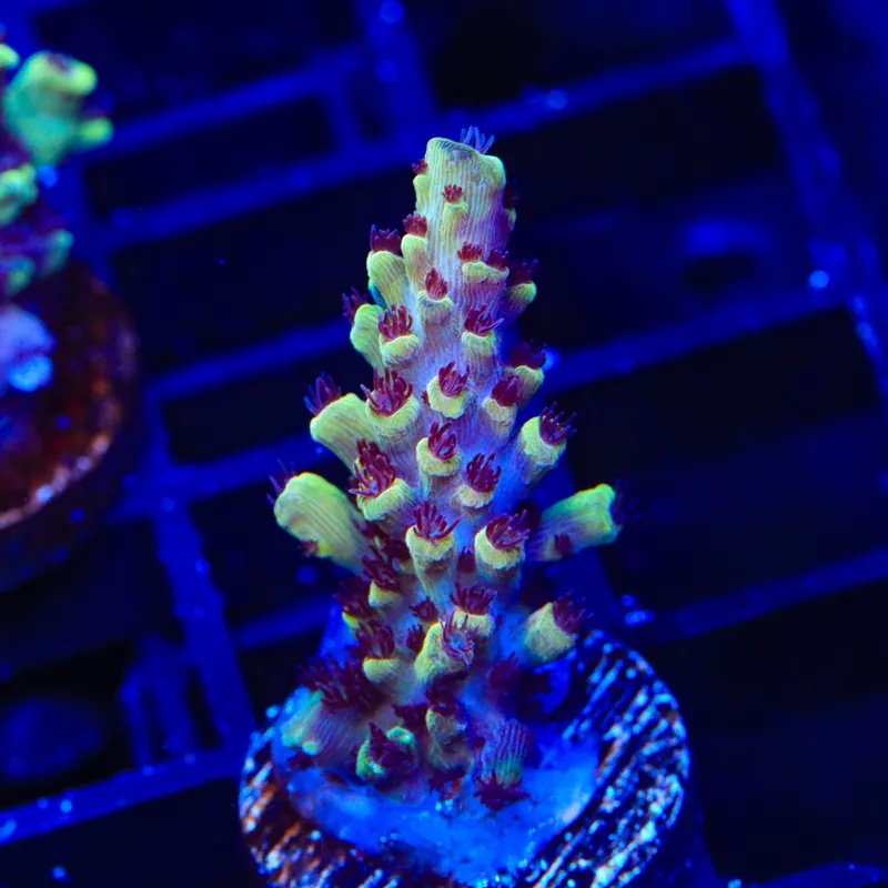 GB Fury Acropora Coral - TSA Coral