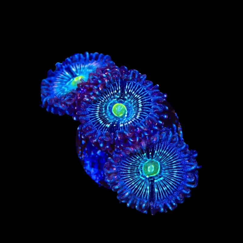 Blue Lagoon Zoanthids Coral - TSA Coral
