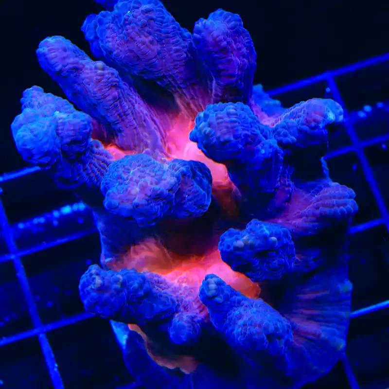 TSA Black Lotus Pectinia Coral - TSA Coral