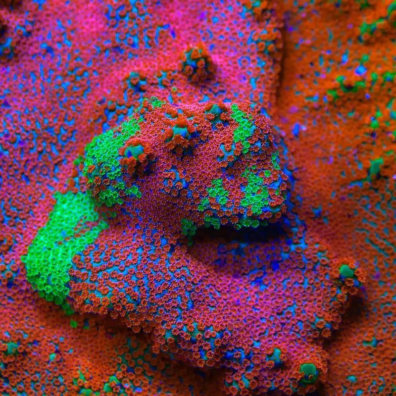 JF Dizzy Spell Grafted Montipora Coral - TSA Coral
