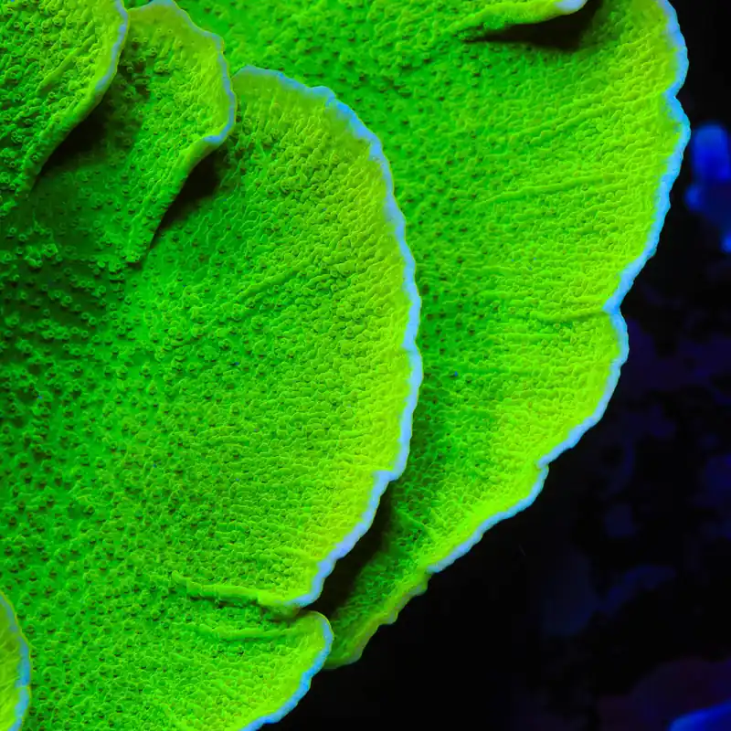 Tyree Toxic Aequituberculata Montipora Cap Coral - TSA Coral