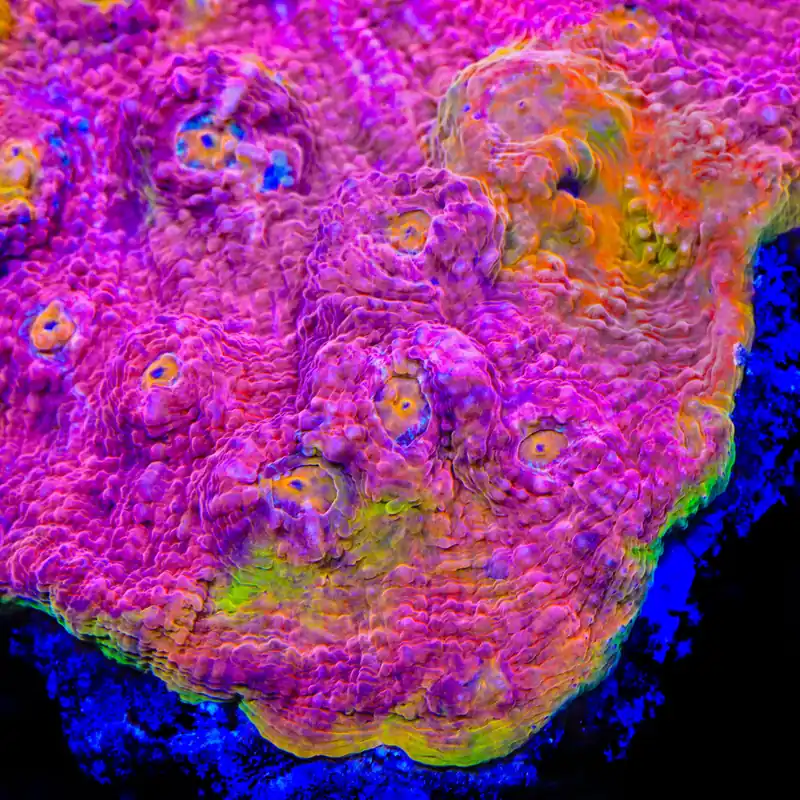 TSA Smoothie Blast Chalice Coral - TSA Coral
