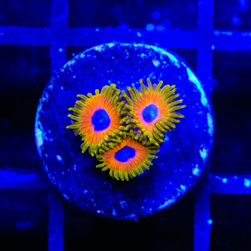Great Owl Zoanthids Coral - TSA Coral