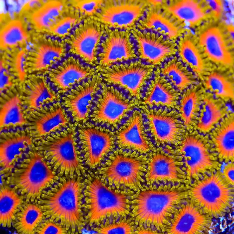 Great Owl Zoanthids Coral - TSA Coral
