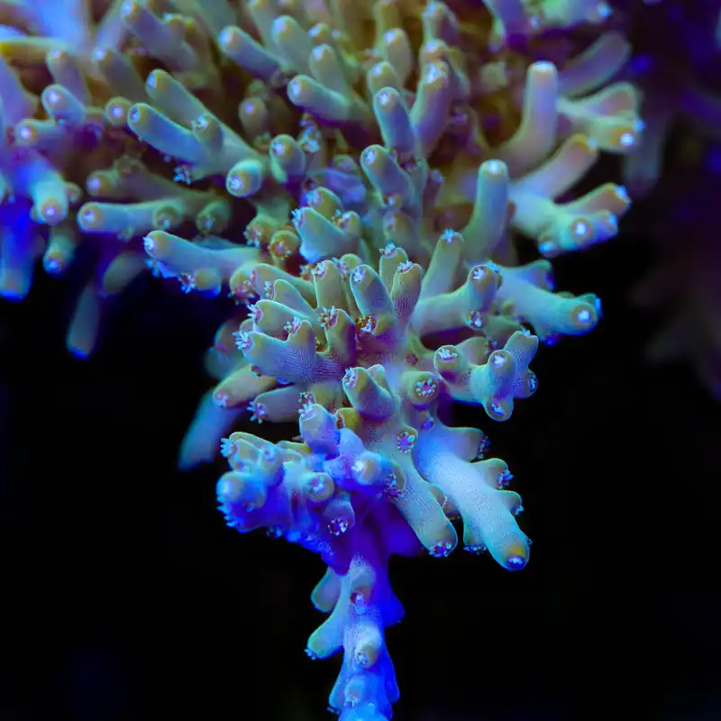 TSA GI Dragon Acropora Coral - TSA Coral