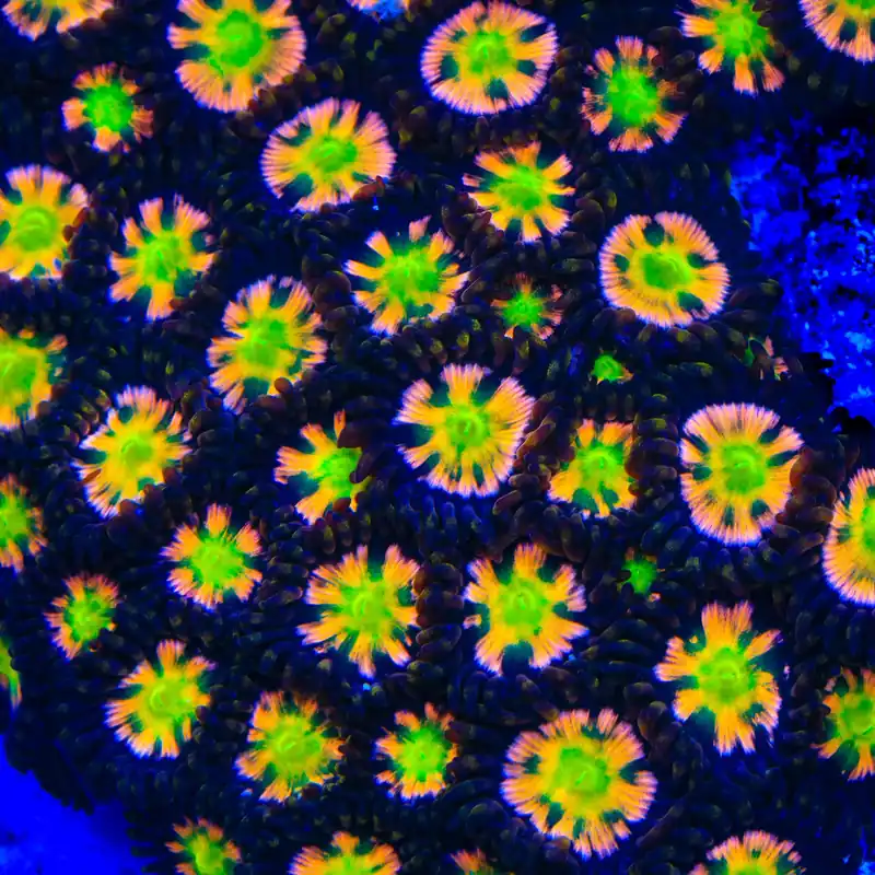 Bizarro Zoanthids Coral - TSA Coral