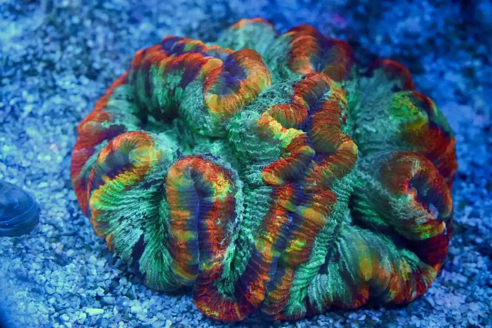 Ultra Rainbow Welso - Top Shelf Aquatics