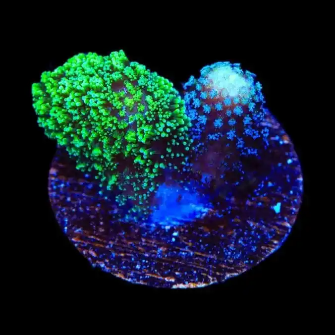 TSA Double Trouble Stylophora Coral - TSA Coral