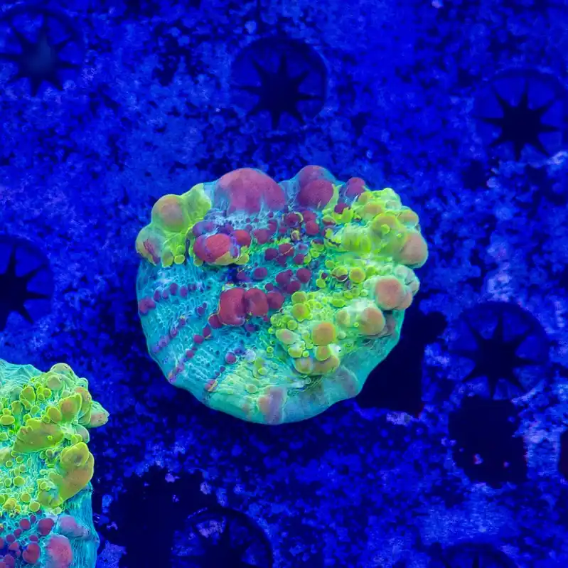 Cosmic Candy Bounce Chalice - Top Shelf Aquatics