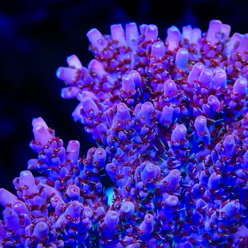 TSA Blood Spear Acropora Coral - TSA Coral