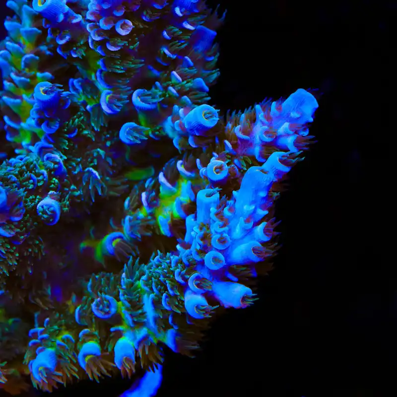 TSA Mystique Acropora Coral - TSA Coral
