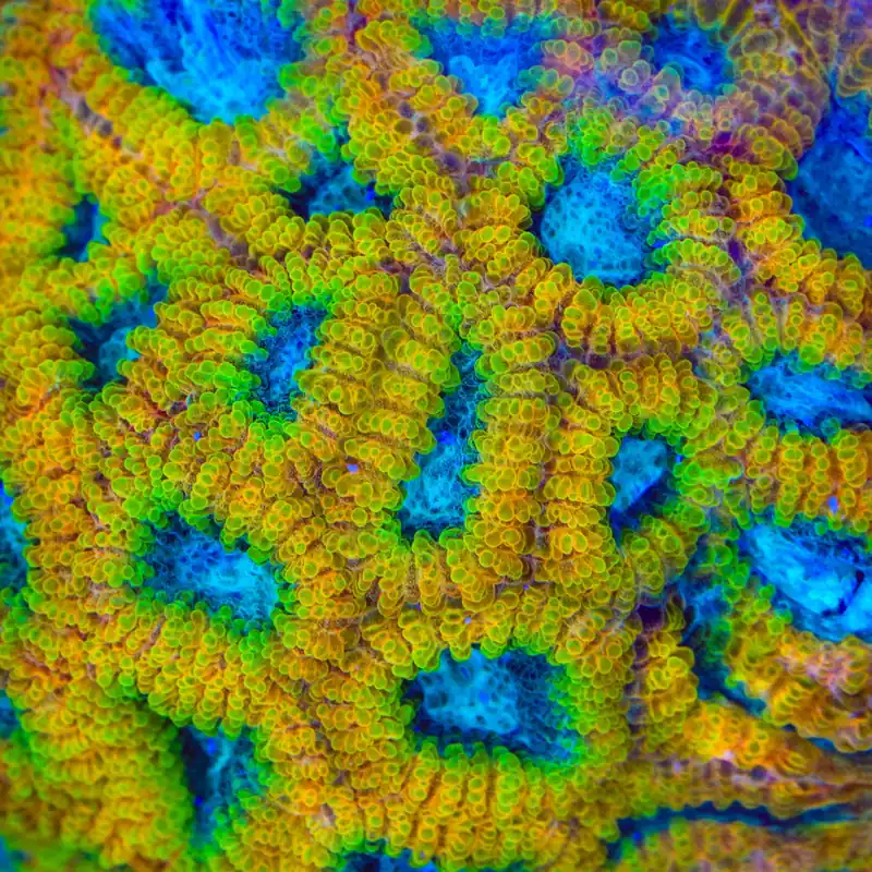 Favia of the Gods Favia Coral - TSA Coral