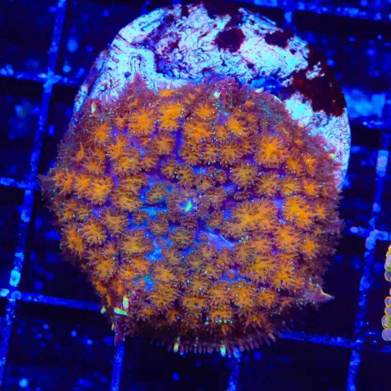 TSA Blaster Mushroom Coral - Top Shelf Aquatics