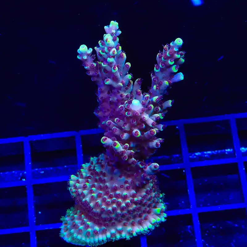 GB Fury Acropora Coral - Top Shelf Aquatics
