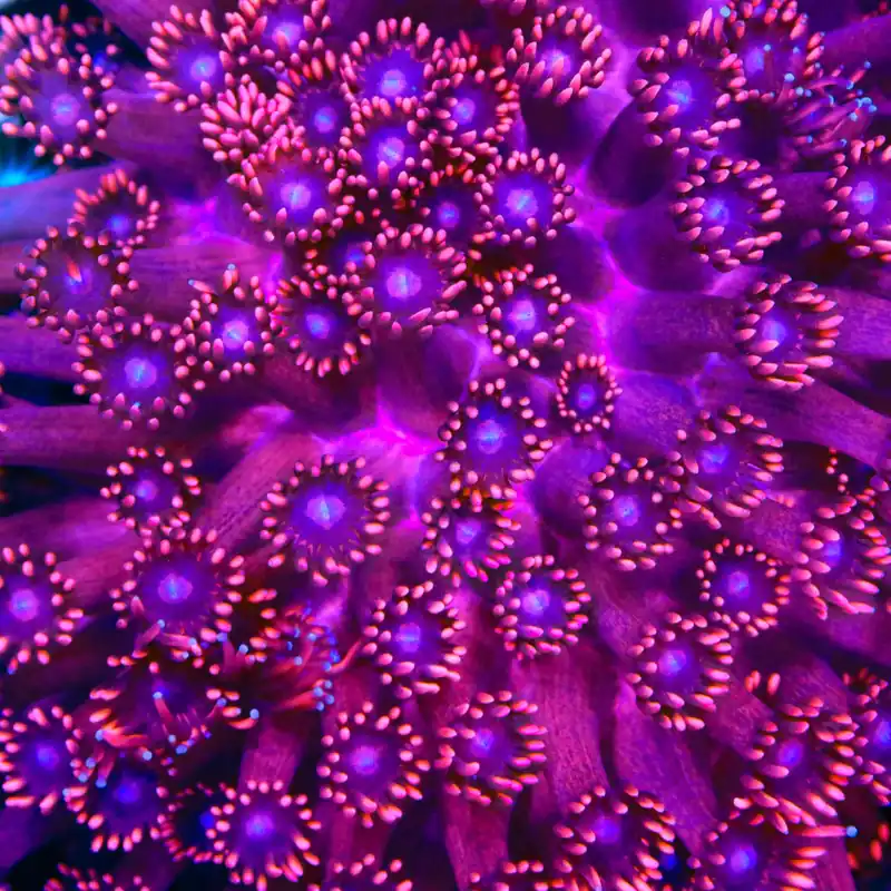 TSA Pink Dreams Goniopora Coral - TSA Coral