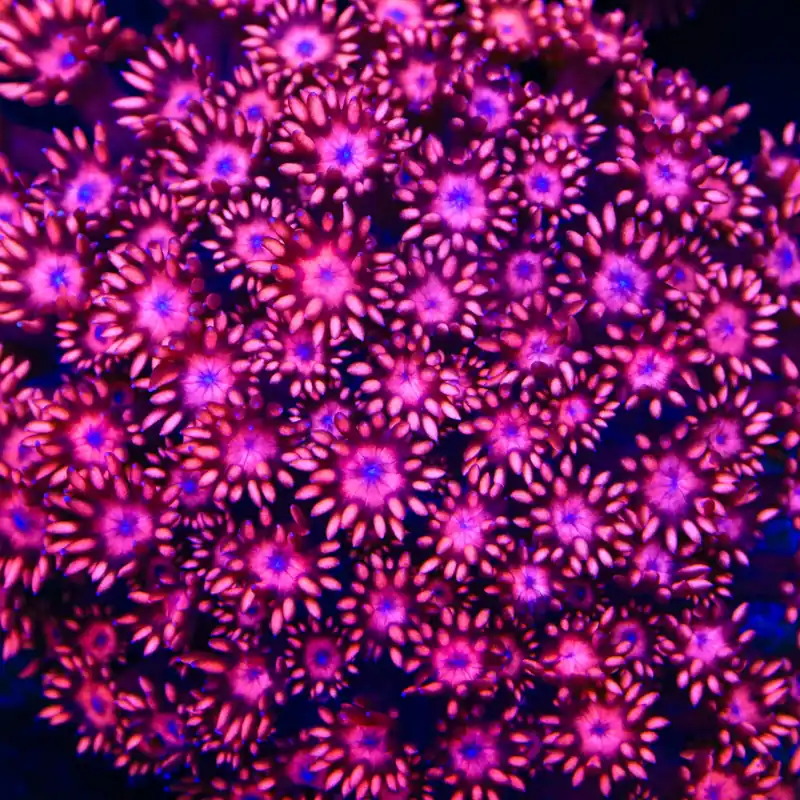 TSA Fire Dancer Goniopora Coral - TSA Coral
