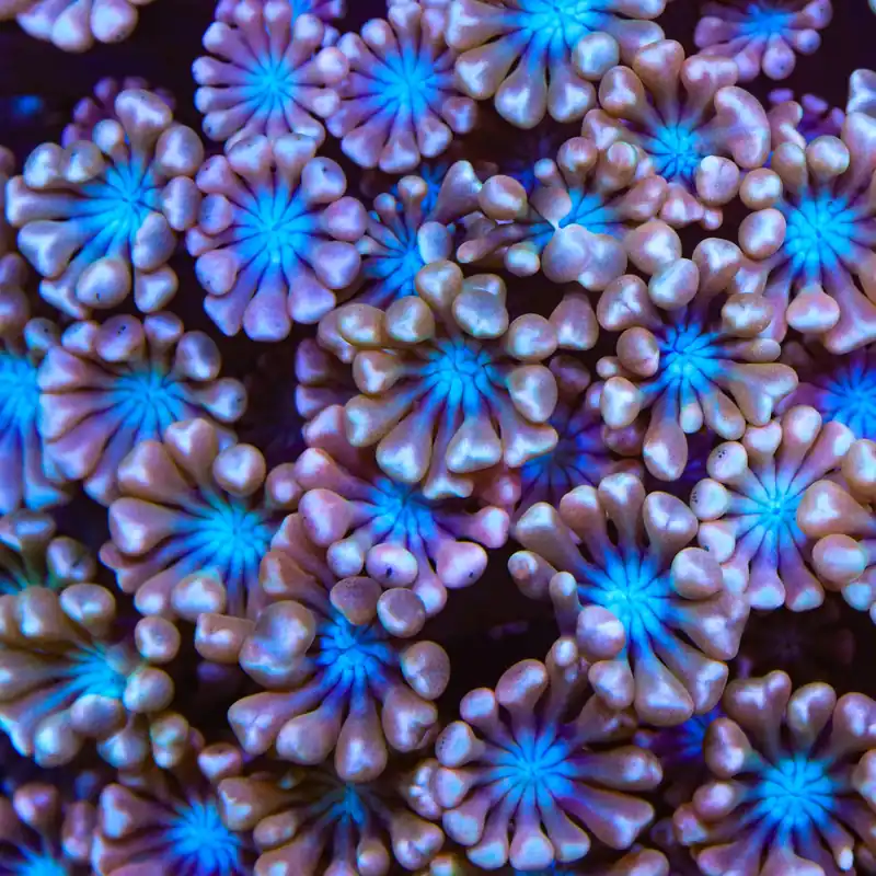 TSA Blue Pearl Alveopora Coral - TSA Coral