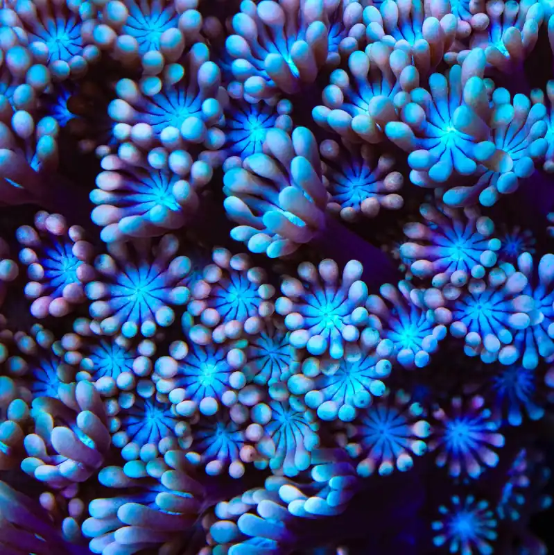 TSA Frosted Cherry Alveopora Coral - TSA Coral