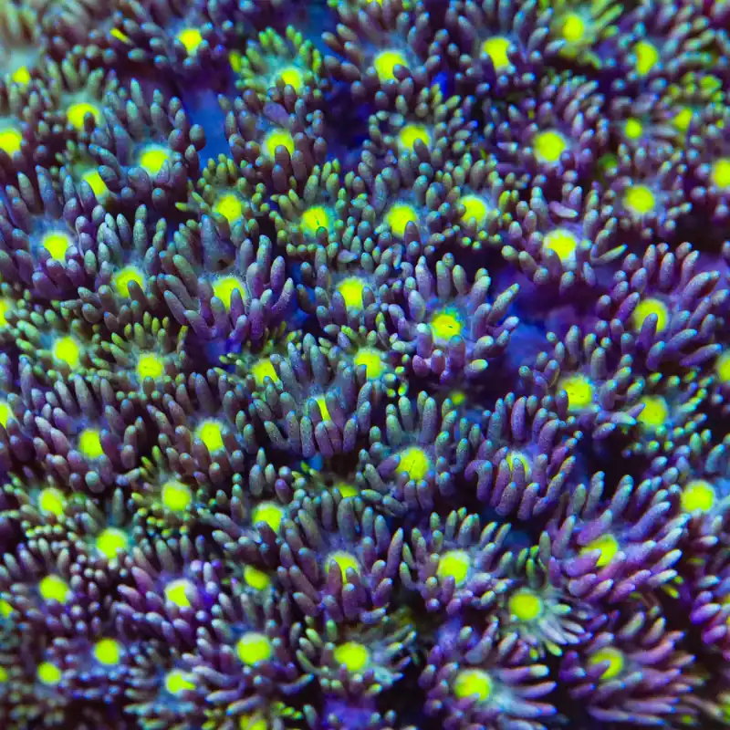 TSA Rainbow Slide Goniopora Coral - TSA Coral
