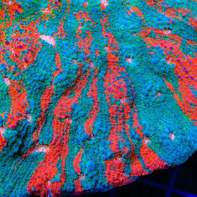 TSA Nightmare on Elm Chalice Coral - TSA Coral