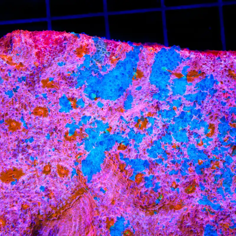 TSA Cotton Candy Chalice Coral - TSA Coral