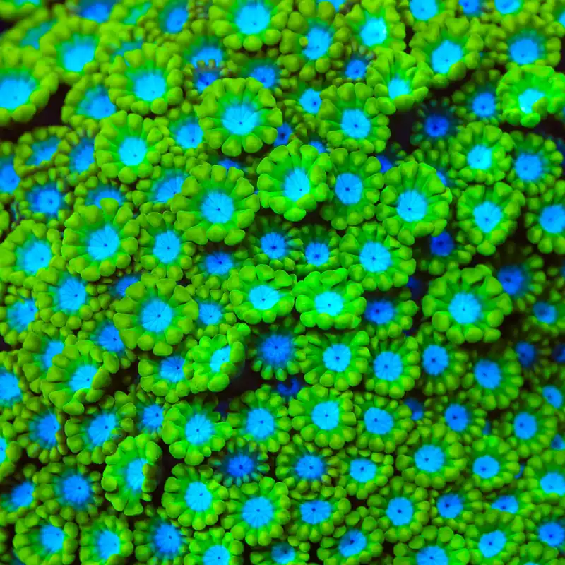 TSA Spearmint Candy Alveopora Coral - TSA Coral