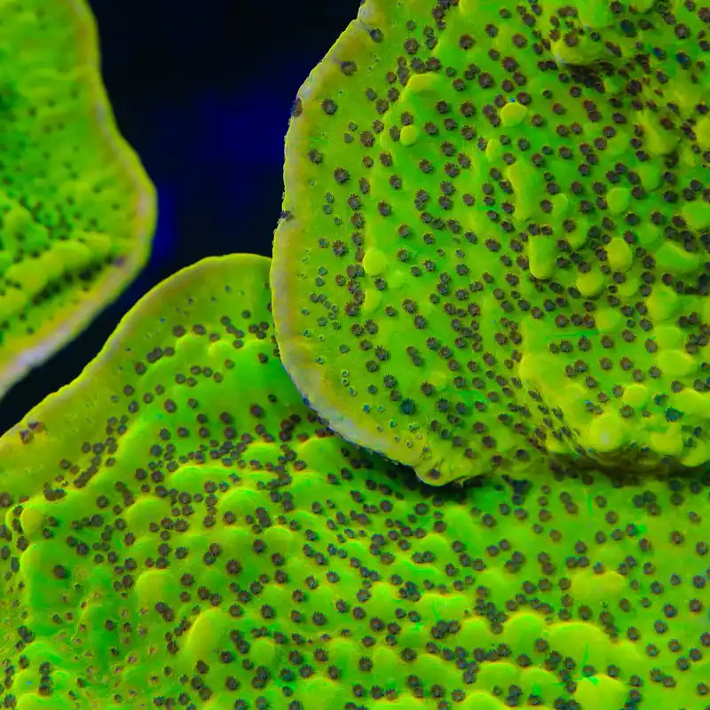 TSA Pooh Bear Montipora Coral - TSA Coral