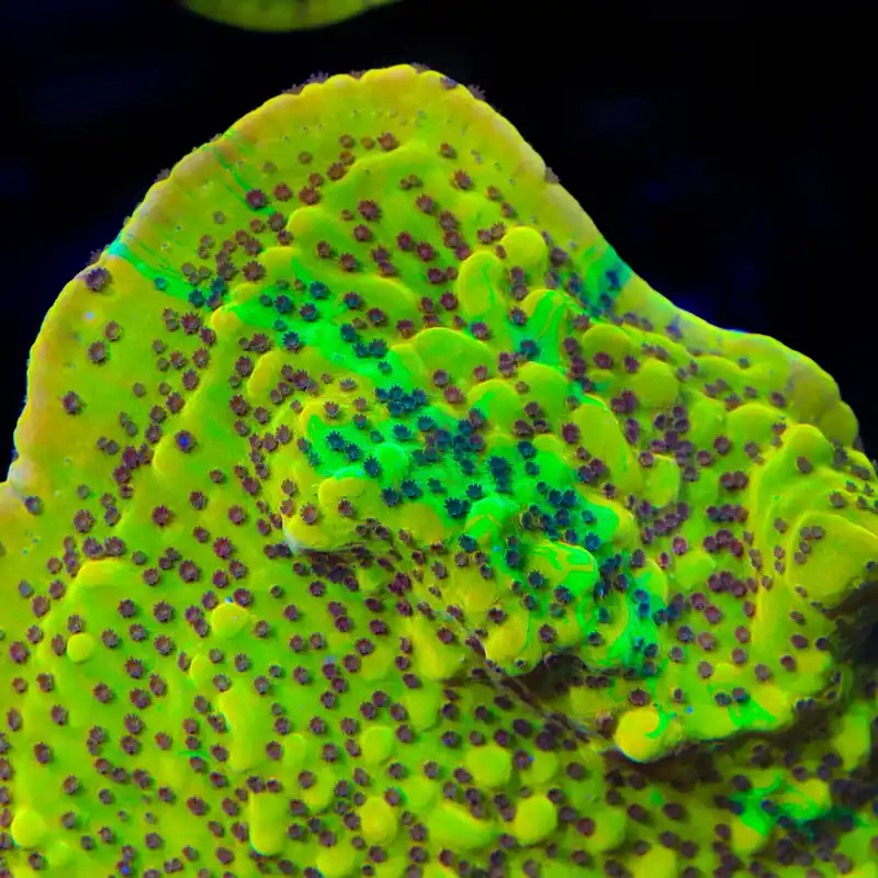 TSA Pooh Bear Grafted Montipora Coral - TSA Coral