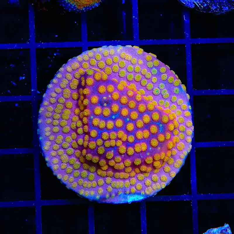 ACI Sunrise Cyphastrea XL Frag Coral - TSA Coral