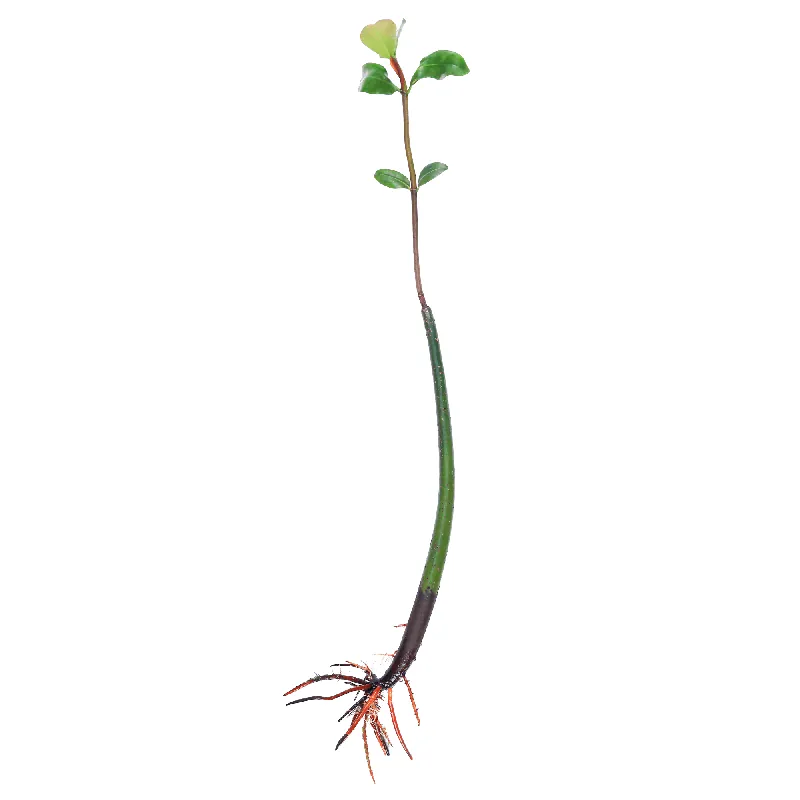 Red Mangrove Propagules - Reef Genetics