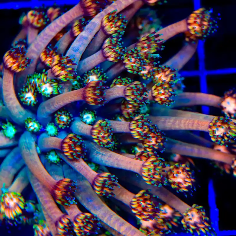 TSA Afterburn Goniopora Coral - TSA Coral