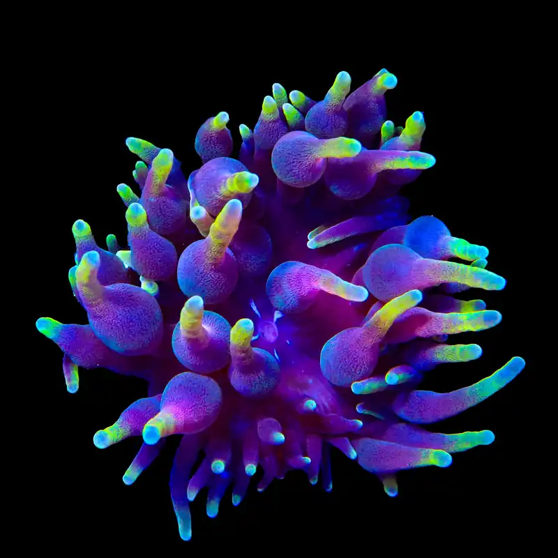 Darth Vader Bubble Tip Anemone - TSA Coral