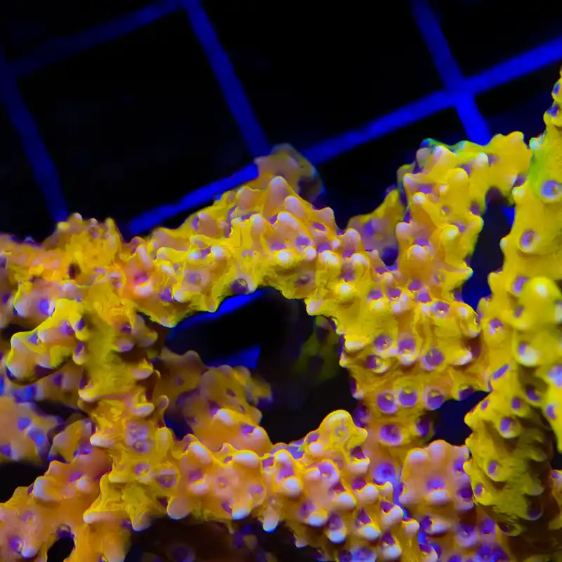 TSA Golden Waves Grafted Anacropora Coral - TSA Coral