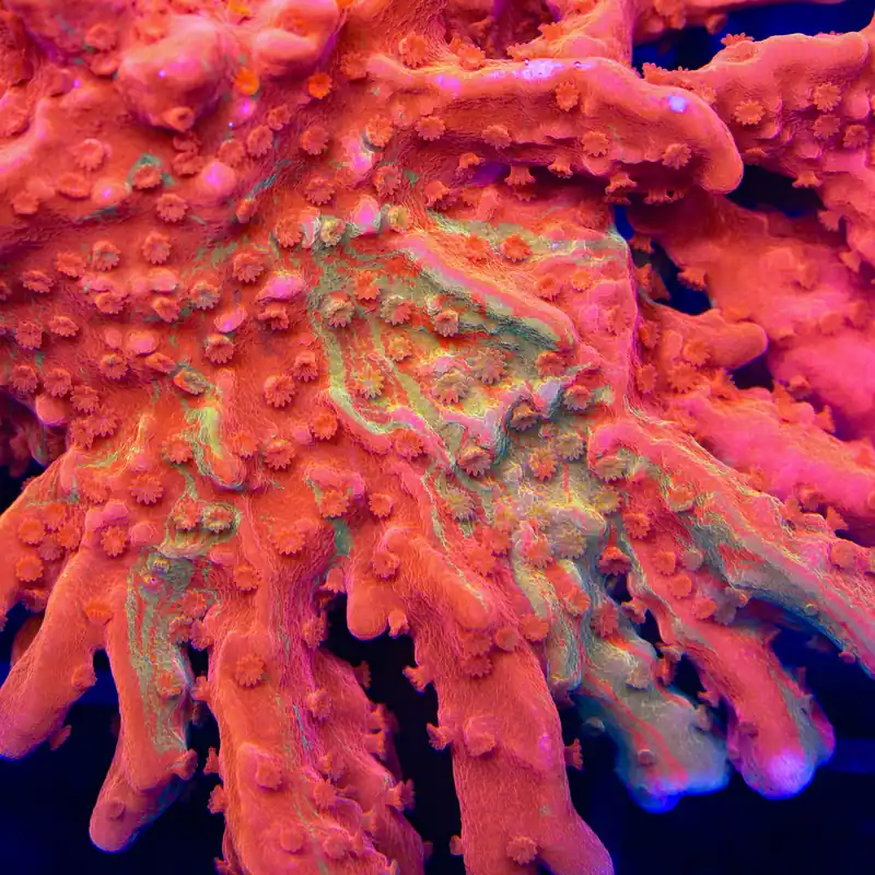 TSA Sunny D Splash Grafted Setosa Montipora Coral - TSA Coral